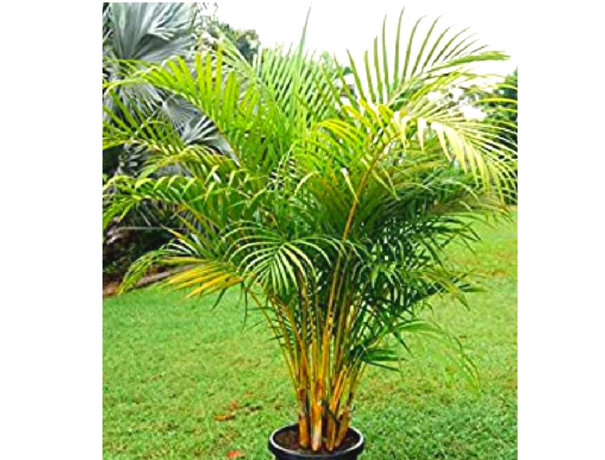 Dypsis lutescens 10 Seeds Golden Cane Palm Dypsis lutescens 10 Seeds Golden Cane Palm