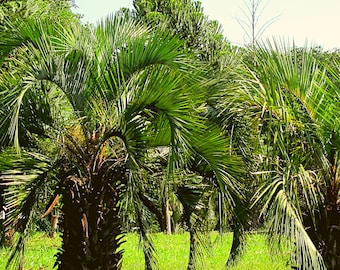 Butia Yatay, Yatay Palm 10 Seeds