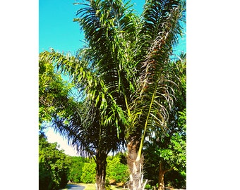 10 Arenga Pinnata Palm, Sugar Palm Seeds