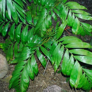 10  Chamaedorea Oblongata, Obliqua Palm Tree Seeds