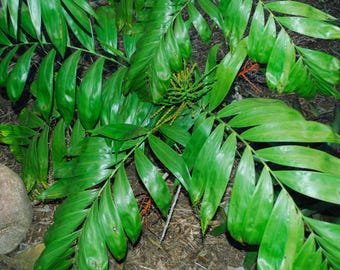 10  Chamaedorea Oblongata, Obliqua Palm Tree Seeds