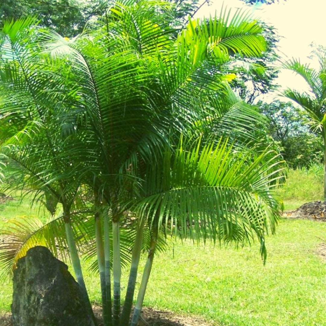 Dypsis Baronii, Sugar Cane Palm 10 Seeds Etsy