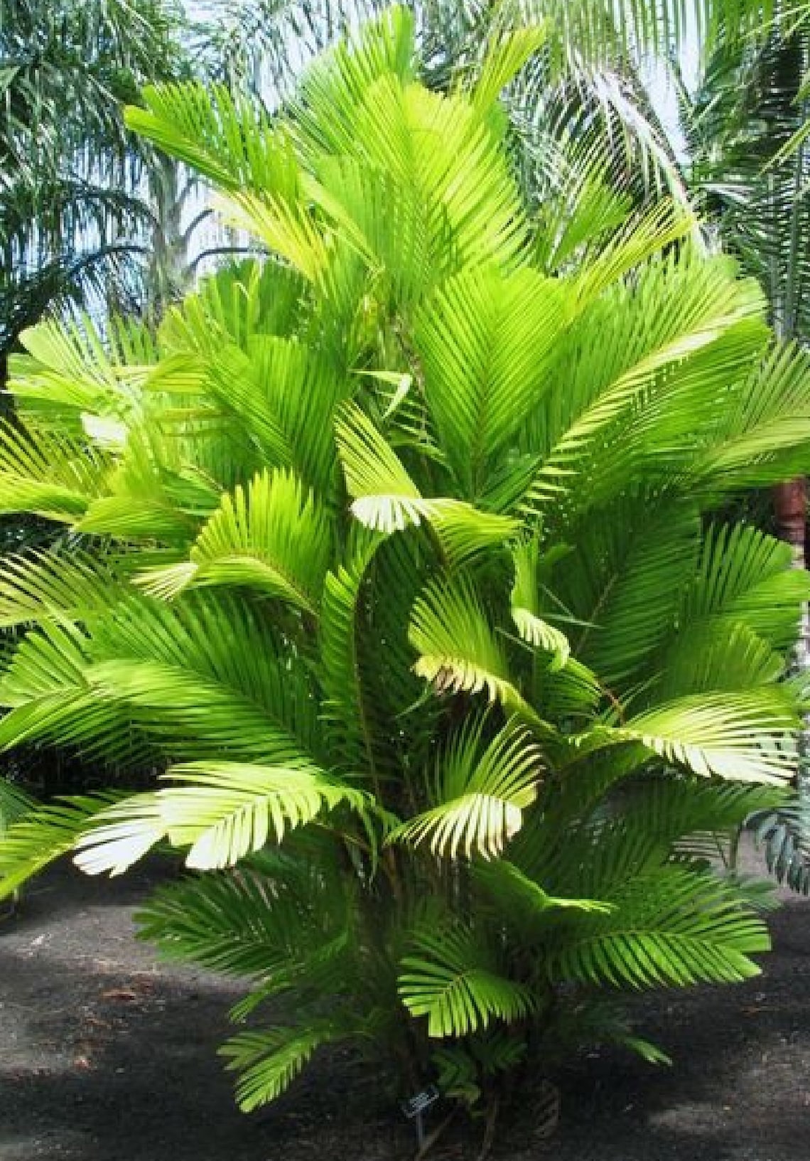 Ornamental Palm Tree Seeds Pack 3 Types of Palms Tree Seeds Total of 15