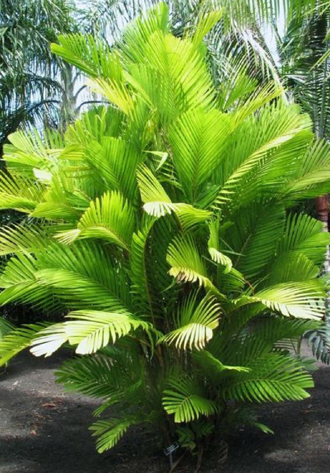 Ornamental Palm Tree Seeds Pack 3 Types of Palms Tree Seeds Total of 15 Seeds Etsy