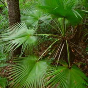 10 Brahea Dulcis Palm, Rock Palm Seeds -Cold Hardy