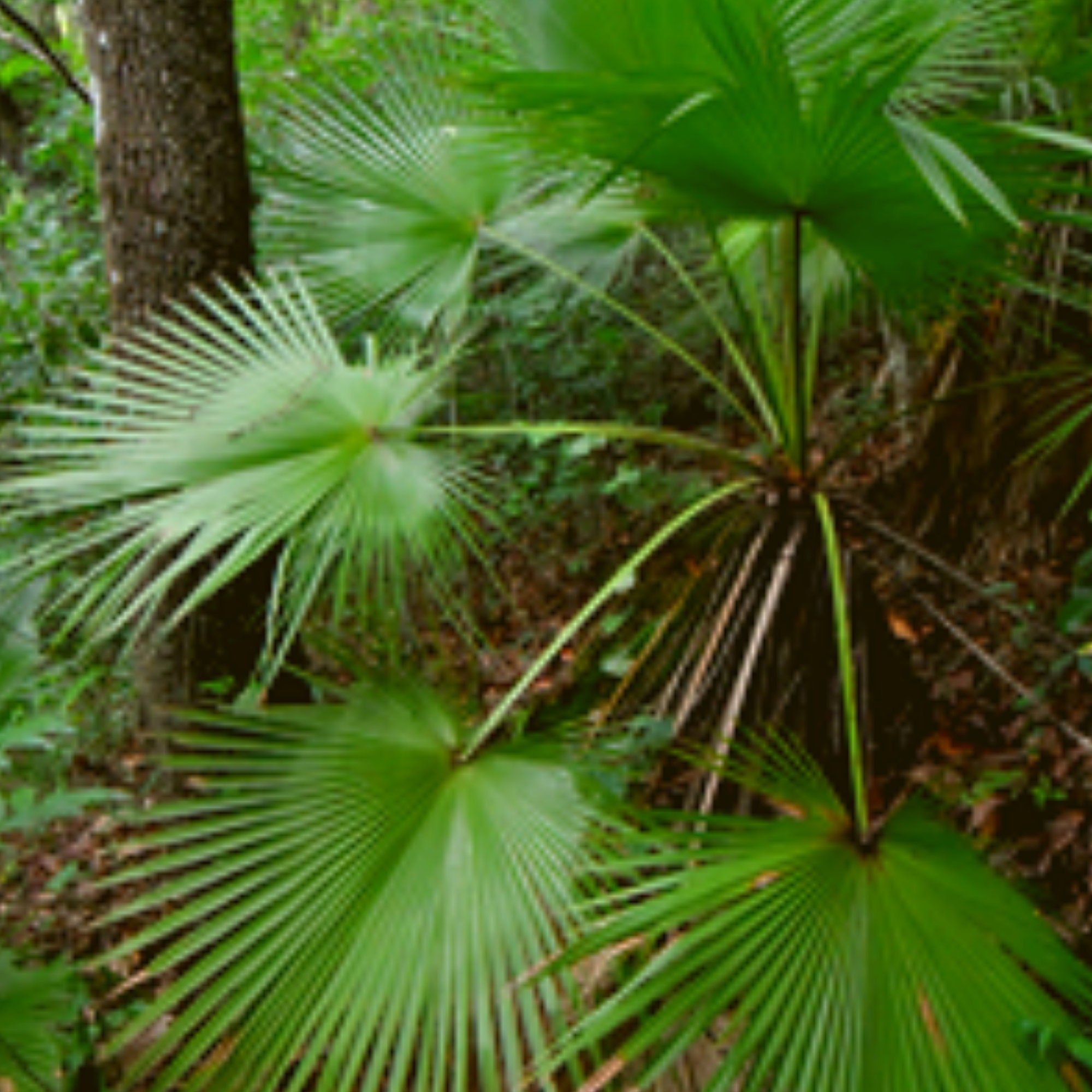 10 Brahea Dulcis Palm, Rock Palm Seeds -Cold Hardy