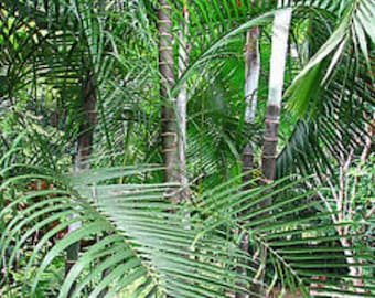 Sand Palm, Dypsis Arenarum Palm Tree Seeds Rare