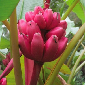 Musa Velutina, Pink Velvet Banana 10 Seeds