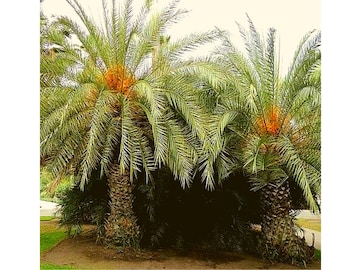 10 Phoenix Theophrasti, Rare Cretan Date Palm Seeds