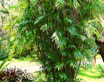 Chamaedorea Seifrizii Palm, Bamboo Palm Seeds