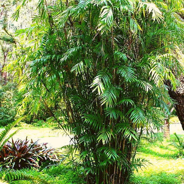 Chamaedorea Seifrizii Palm, Bamboo Palm Seeds