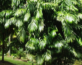Bactris Guineensis Palm, Guinean Aculeata Palm 10 Seeds