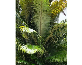 Arenga Obtusifola Palm, Dwarf Sugar Palm 10 Seeds