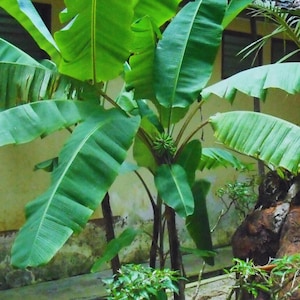 Musa Lawitensis, Hutan Banana Rare 10 Seeds