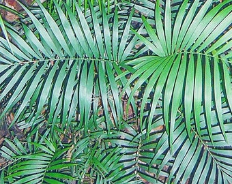 10  Chamaedorea Elegans  var Negrita- Rare Parlor  Palm Negrita  Seeds