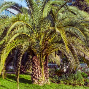 10 Butia Odorata PalmTree Seeds