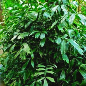 May include: A close-up of a lush green tropical plant with large, broad leaves. The plant is growing in a dense, jungle-like environment.