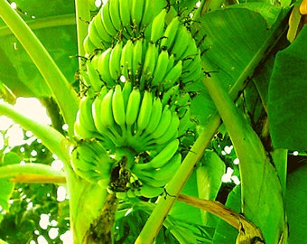 Musa Yunnanensis Banana, Yunnan Banana 10 Seeds