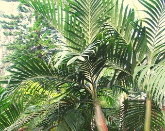 Alloschmida Glabrata, Smooth Feather Palm 10 Seeds