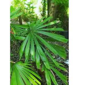 Licuala Naumannii , Naumon Fan Palm 10 Seeds
