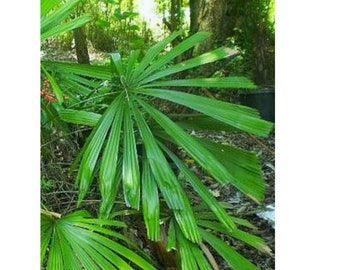 Licuala Naumannii , Naumon Fan Palm 10 Seeds