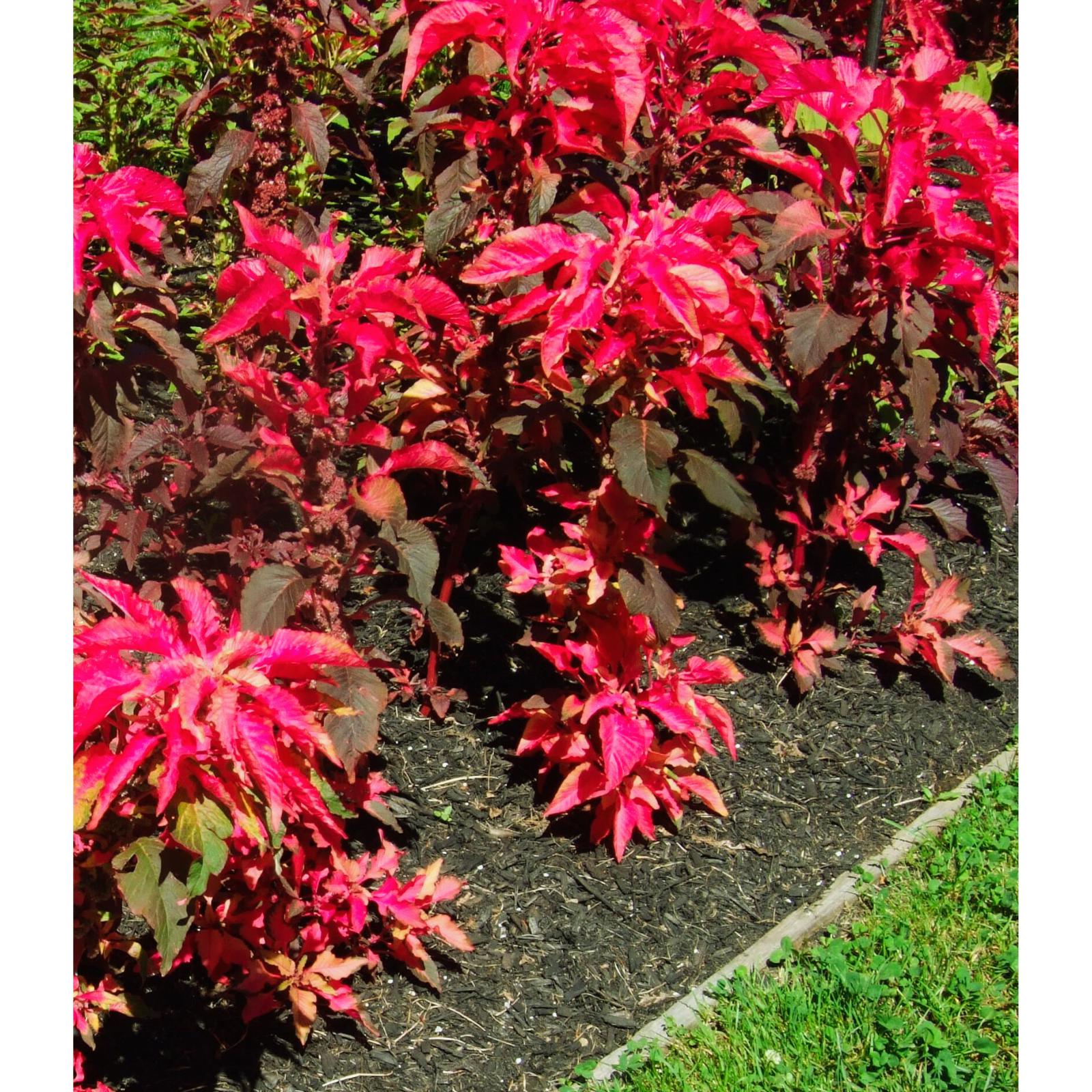 Amaranthus Early Splendor, Joseph’s Coat 150 Seeds - Etsy