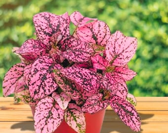 Hypoestes - Rose Polka Dot,  Hypoestes Phyllostachya 60 Seeds