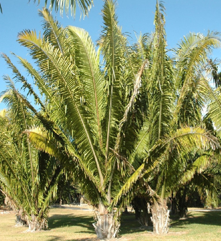  American Oil Palm  Elaeis Oleifera Palm  Tree Seeds Etsy