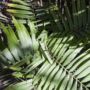 Dypsis Rivularis, Sari Palm Rare Palm Tree Seeds image 3