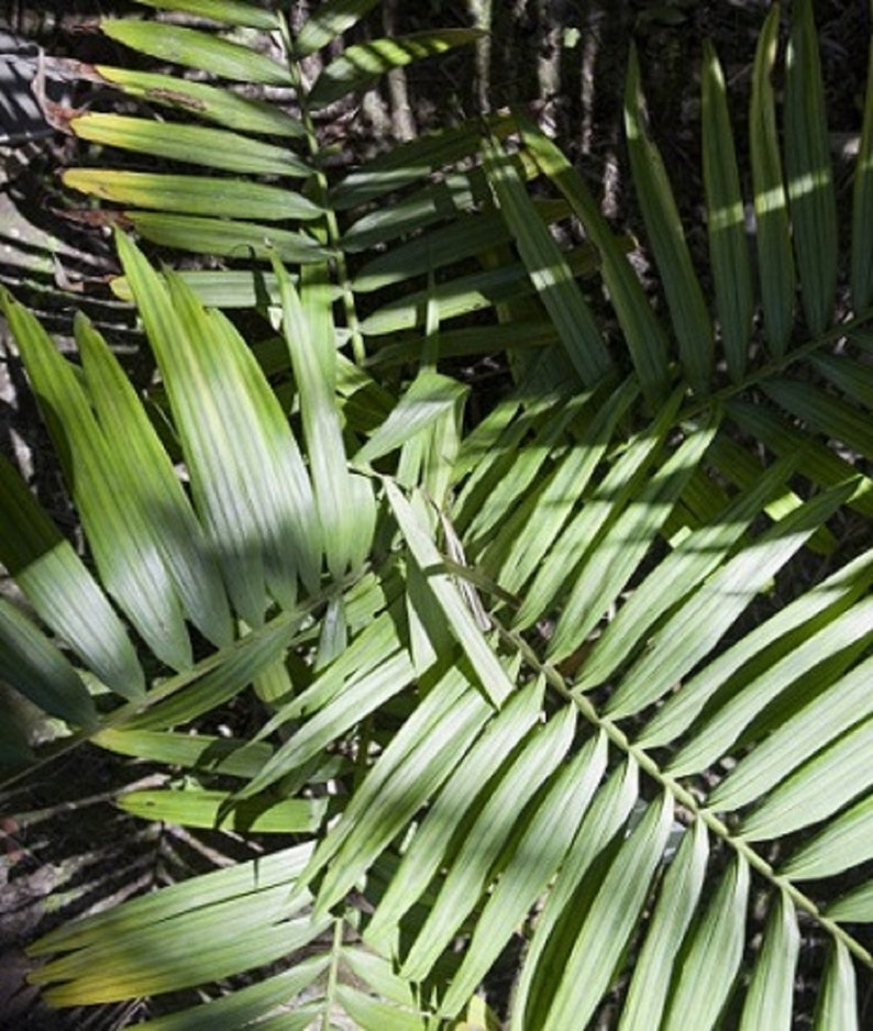 Dypsis Rivularis, Sari Palm Rare Palm Tree Seeds image 3