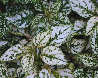 Hypoestes - White Polka Dot,  Hypoestes Phyllostachya 60 Seeds