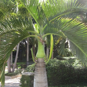 Ornamental Palm Tree Seeds Pack  -3 Types of Palms Tree Seeds Total of 15 Seeds