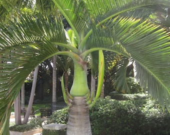Ornamental Palm Tree Seeds Pack  -3 Types of Palms Tree Seeds Total of 15 Seeds