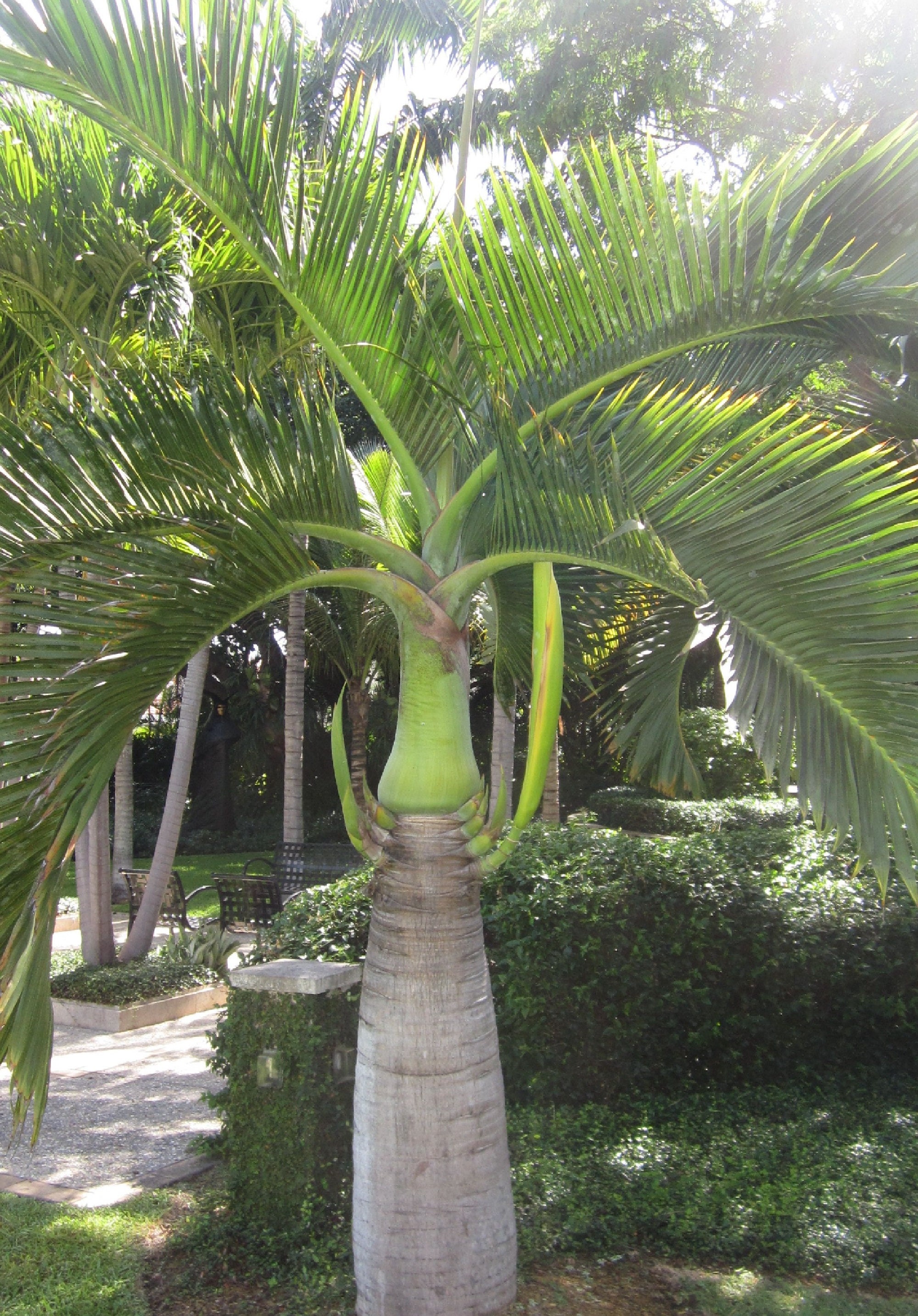 Ornamental Palm Tree Seeds Pack 3 Types of Palms Tree Seeds Total of 15 Seeds Etsy