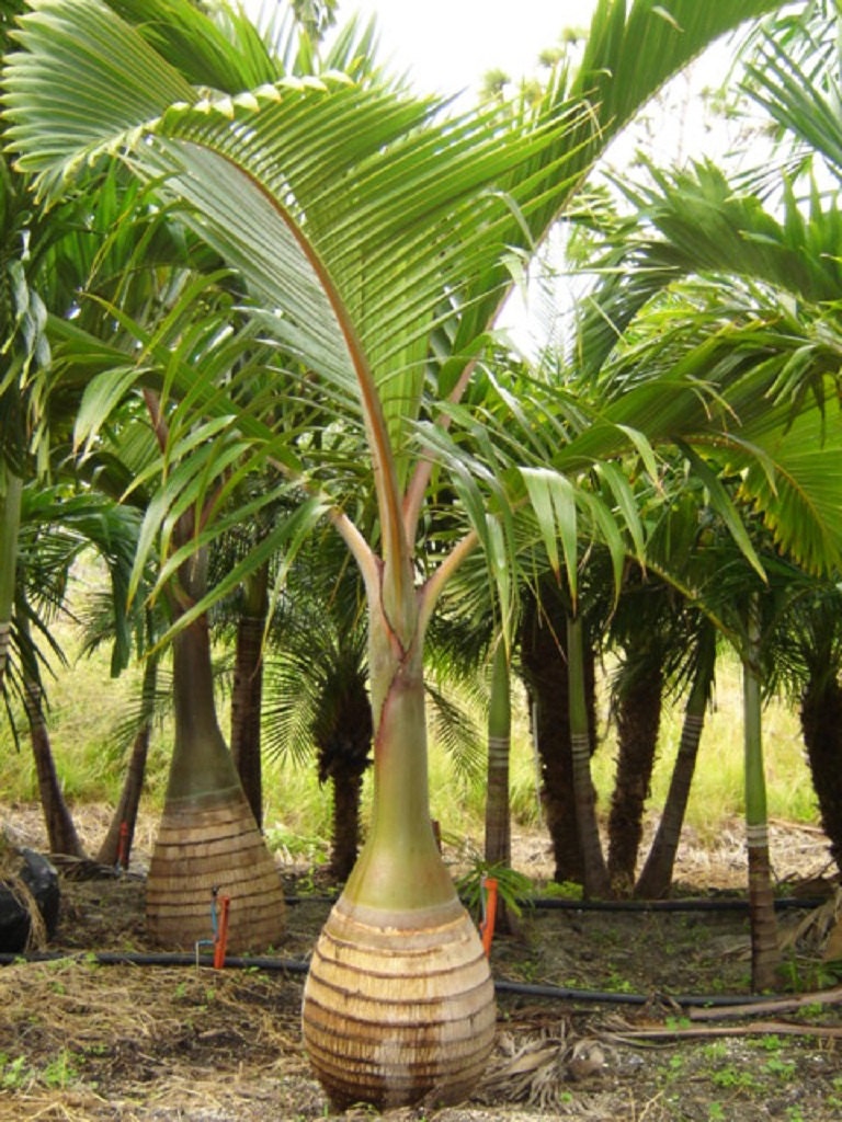 Ornamental Palm Tree Seeds Pack 3 Types of Palms Tree Seeds Etsy