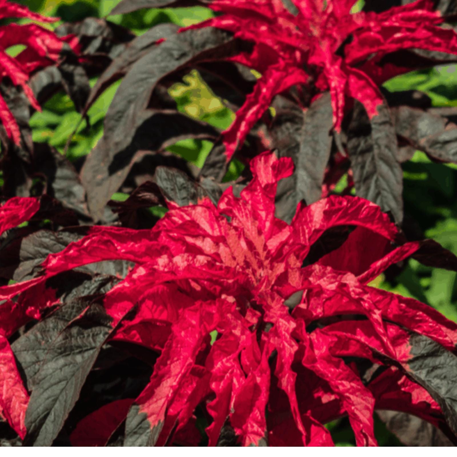 Amaranthus Early Splendor, Joseph’s Coat 150 Seeds - Etsy