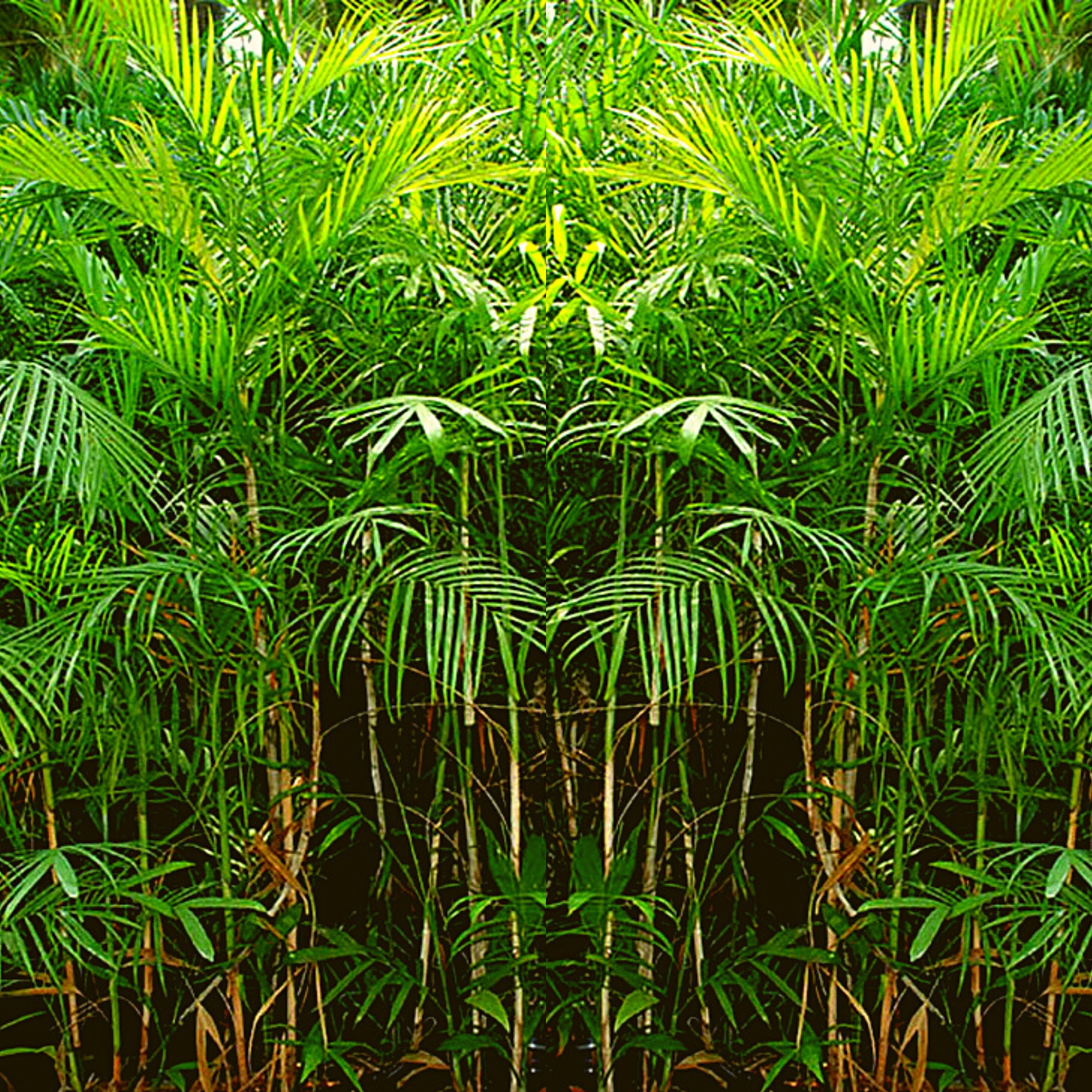 Palm Tree Seeds Exotic Orange Bamboo Palm (Chamaedorea Seifrizii) Seeds -  Pack Of 30 - Reed Palm Bamboo Palm Seeds Orange