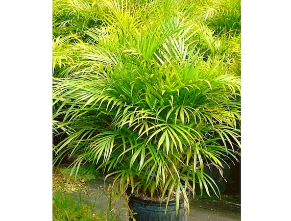 Dypsis Lutescens, Golden Cane Palm Tree Seeds - Etsy