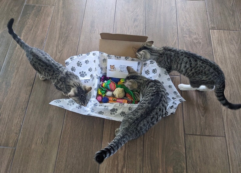 Puede incluir: Tres gatos atigrados mirando una caja llena de juguetes para gatos. La caja est&aacute; envuelta en papel de seda blanco con huellas de patas. Los juguetes incluyen una variedad de colores y texturas.