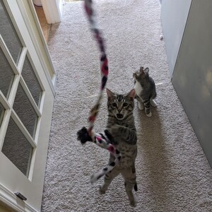 Puede incluir: Dos gatos atigrados jugando con un juguete de cuerda colorido. Un gato est&aacute; saltando en el aire para atrapar el juguete, mientras que el otro gato est&aacute; sentado en el suelo mirando.