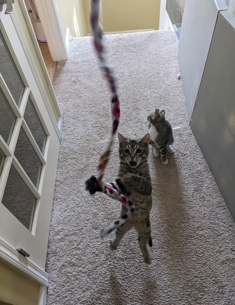 Puede incluir: Dos gatos atigrados jugando con un juguete de cuerda colorido. Un gato est&aacute; saltando en el aire para atrapar el juguete, mientras que el otro gato est&aacute; sentado en el suelo mirando.