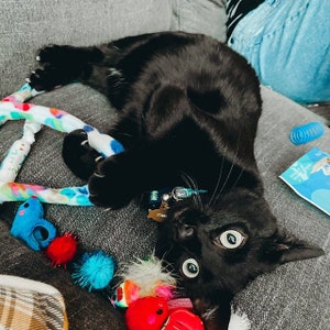 Puede incluir: Un gato negro con ojos verdes y un collar azul con una etiqueta que dice "ITAI" est&aacute; tumbado en un sof&aacute; gris. El gato est&aacute; jugando con un juguete colorido.