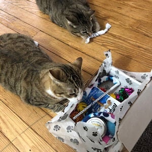 Puede incluir: Dos gatos atigrados jugando con una caja de juguetes para gatos llena de varios juguetes para gatos, incluyendo un juguete de hierba gatera azul y blanco, una varita de plumas rosa y verde, un juguete de cuerda rojo y blanco y un juguete de hierba gatera verde y blanco.