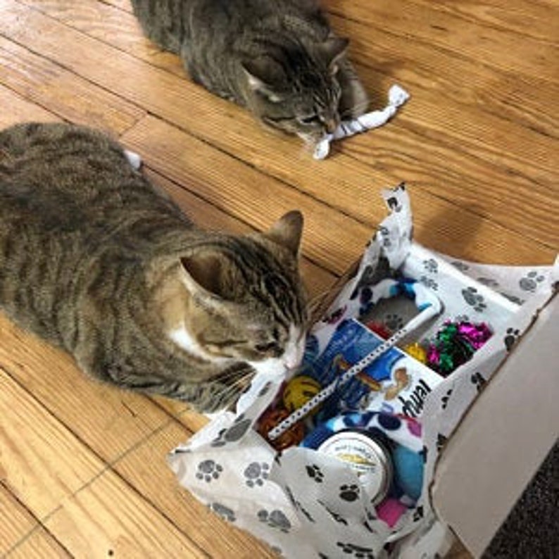 Puede incluir: Dos gatos atigrados jugando con una caja de juguetes para gatos llena de varios juguetes para gatos, incluyendo un juguete de hierba gatera azul y blanco, una varita de plumas rosa y verde, un juguete de cuerda rojo y blanco y un juguete de hierba gatera verde y blanco.