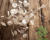 Lunaria Biennis 30-35 cm 5 Branches Money Plant White Flower Dried Flower silver dollar plant lunaria annua honesty plant