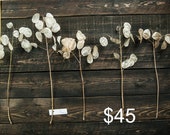 Lunaria Biennis bouquet Branches Money Plant dried money plant silver dollar plant lunaria annua honesty plant pearl lunaria stems