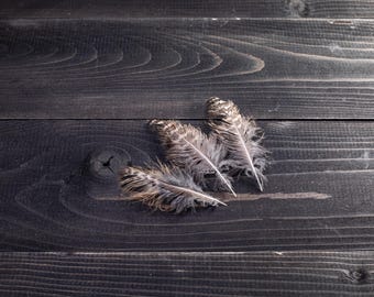 Small Hawk feathers set. DIY Jewelry Making Supplies, nature-inspired, bird lover gift, wildlife gift, bird totem, woodland decor