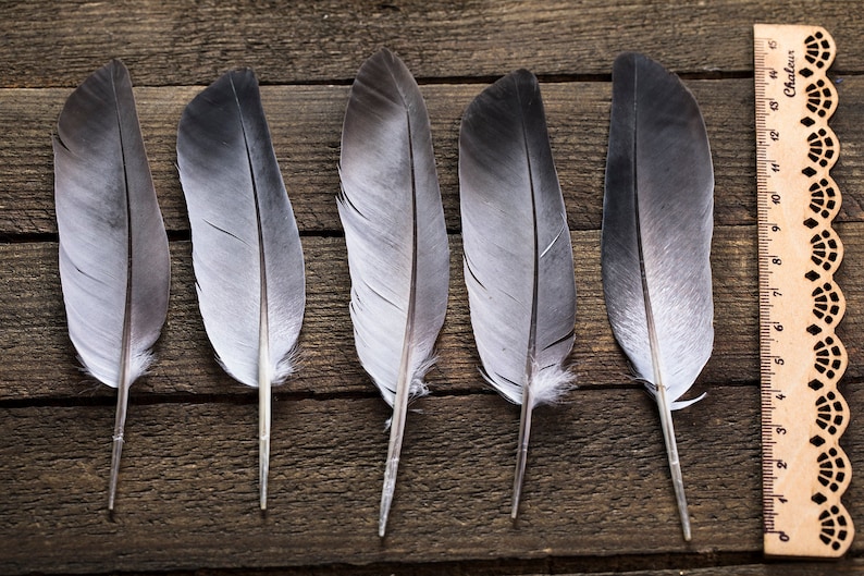 Dove feather Pigeon Real Bird Feathers 10 Dove Feathers Etsy