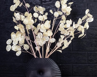 Lunaria annua branches, dried bouquet of dry Money plant, Silver dollar plant Lunaria annua Biennis honesty plant