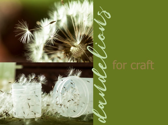 Dried Dandelions Helicopters Dry Flower Supplies Bulk Dried Etsy